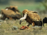 Griffon Vultures Eating as a Crow Watches Nearby