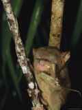 Tarsier Eats an Insect While Clinging to a Branch at Night