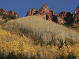 Aspen Trees  Bared and Filled with Leaves  Climb a Mountain Face