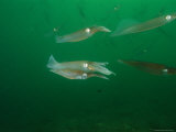 Caribbean Reef Squid Have about 35 Patterns of Skin in its Wardrobe