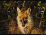 A Red Fox Yawning in Golden Sunlight