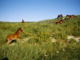 Wild Horses Graze on Beach Grass in the Dunes Near the Shore
