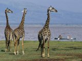 Trio of Giraffes near the Edge of Lake Manyara