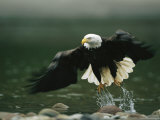 American Bald Eagle in Flight over Water Hunting for Fish