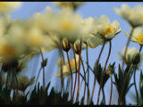 A Close View of a Patch of Delicate White Wildflowers