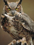 Captive Great Horned Owl
