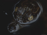 Only Days Old  a Nile Crocodile Eyes its New World in a Loango Creek