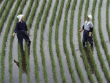 Two Women Laugh Together While They Are Standing in a Rice Paddy  Yoshida  Honshu Island  Japan