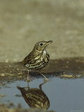 Song Thrush Drinking from a Puddle