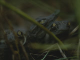Trio of Newborn Nile Crocodiles in Loango National Park