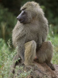 Close View of a Baboon in Profile