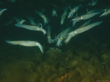 Longfin Inshore Squid Attracted to Divers Lights