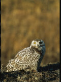 Portrait of a Female Snowy Owl  Nyctea Scandiaca