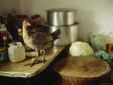 A Wild Chicken on a Kitchen Table Next to the Chopping Block