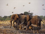 Doves  Lions and Elephants Compete for a Water Hole in the Dry Season