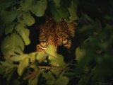 Six-Month Old Lion Cub Peers Through Foliage
