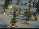 A Red Fox Walking Among Evergreen Trees in a Snowy Landscape