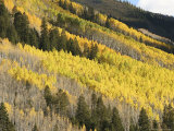 Autumn Colored Aspen Trees Intermingled with Evergreens