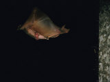 Tiny Flying Lemur Clings to its Mother as She Flies Between Trees