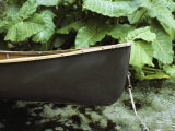 The Bow of a Canoe Tethered Near a Shore with Lush Foliage