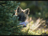 A Red Fox Pup Peering from Behind an Evergreen
