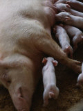 Piglets Suckle a Large Mother Pig at a Pig Farm in Guangdong  China