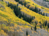 Autumn Colored Aspen Trees Intermingled with Evergreens