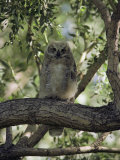 Juvenile Great Horned Owl on a Branch  des Lacs National Wildlife Refuge  North Dakota