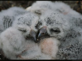 Fluffy Baby Owls Nestled Together in Their Nest