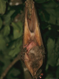 Cradling her Baby  a Female Flying Lemur Hangs from a Tree Branch