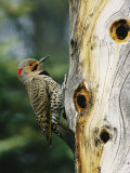 Yellow Shafted Northern Flicker on an Old Snag with Nesting Holes