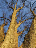 Towering Leafless Oak Trees Against a Blue Sky