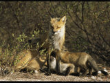 A Red Fox Mother Nurses Her Litter of Pups