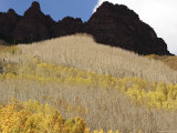 Aspen Trees  Bared and Filled with Leaves  Climb a Mountain Face