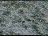 Aerial View of Caribou Running Across Snow-Dusted Ground