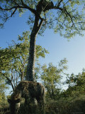 Leopard in a Tree Watches a Hyena