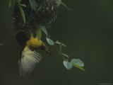 Village Weaverbird Hangs from its Nest in Loango National Park