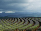 Rows of Lavender Under a Storm Cloud  Tasmania  Australia