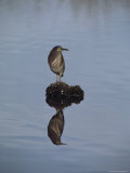 Green-Backed Heron with Reflection  Merritt Island National Wildlife Refuge  Florida