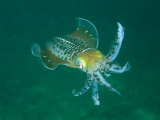 Caribbean Reef Squid Have about 35 Patterns of Skin in its Wardrobe