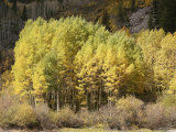 A Stand of Autumn Colored Aspen Trees