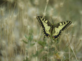 Swallowtail Butterfly Perched on Delicate Grass Seedheads