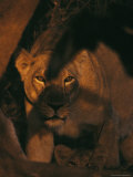 Asian Lioness Stands Guard over her Cub