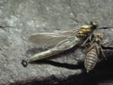 A Dragonfly Freshly Hatched from Its Larval Skin