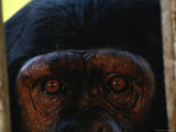 Chimp at Chimpfunshi Wildlife Orphanage in Zambia
