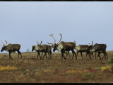 A Group of Caribou in a Tundra Landscape