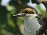 Close View of the Head of a Micronesian Kingfisher