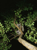 Juvenile Raccoons Perched in a Backyard Tree