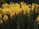 A Stand of Autumn Colored Aspen Trees Intermingled with Evergreens