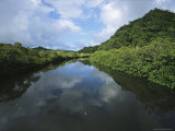 Waterway Winding Through Mangrove Trees